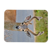 雄々しい鹿 マグネット (横)