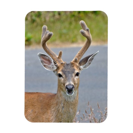 雄々しい鹿 マグネット (縦)