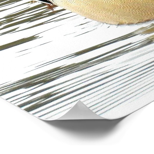 雄のアヒル ポスター (角)