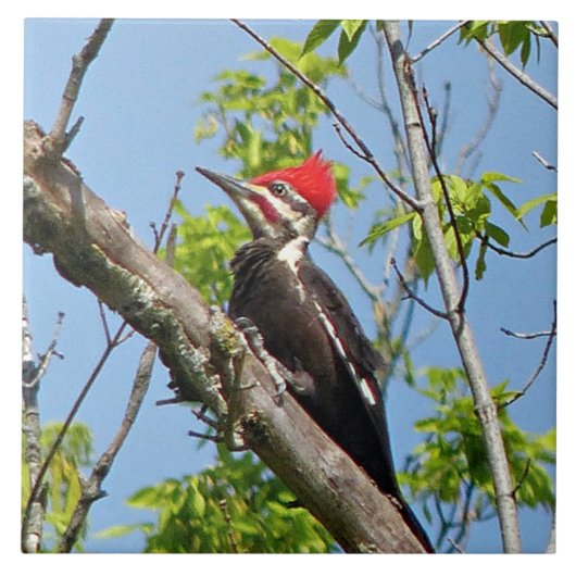 雄のキツネザル タイル (正面)