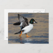 雄のゴールドアイが氷上で羽ばたく ポストカード (正面/裏面)