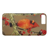 雄のショウジョウコウカンチョウが止まる イリノイ州 Case-Mate iPhoneケース (裏面(横))
