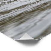 雄のタフテッドアヒル ポスター (コーナー)