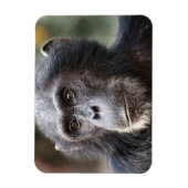 雄のチンパンジーのクローズアップ マグネット (縦)
