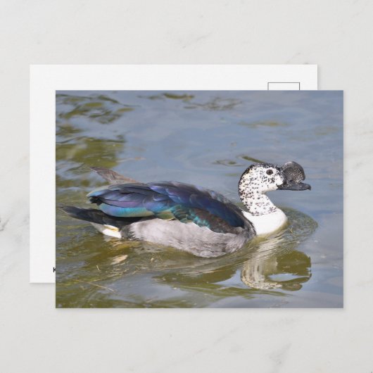 雄のツマガモのクローズアップ ポストカード (正面/裏面)