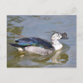 雄のツマガモのクローズアップ ポストカード (正面)