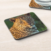 雄のヒョウ（Panthera pardus）の成猫 コースター (左側)