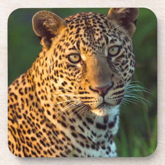 雄のヒョウ（Panthera pardus）の成猫 コースター (正面)