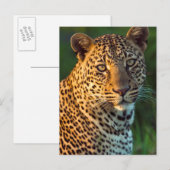 雄のヒョウ（Panthera pardus）の成猫 ポストカード (正面/裏面)