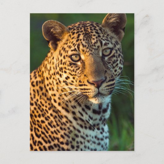 雄のヒョウ（Panthera pardus）の成猫 ポストカード (正面)