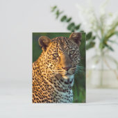 雄のヒョウ（Panthera pardus）の成猫 ポストカード (スタンド正面)