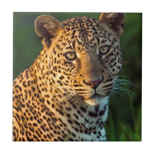 雄のヒョウ（Panthera pardus）成猫 タイル (正面)