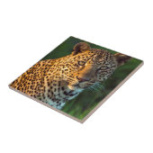 雄のヒョウ（Panthera pardus）成猫 タイル (側面)