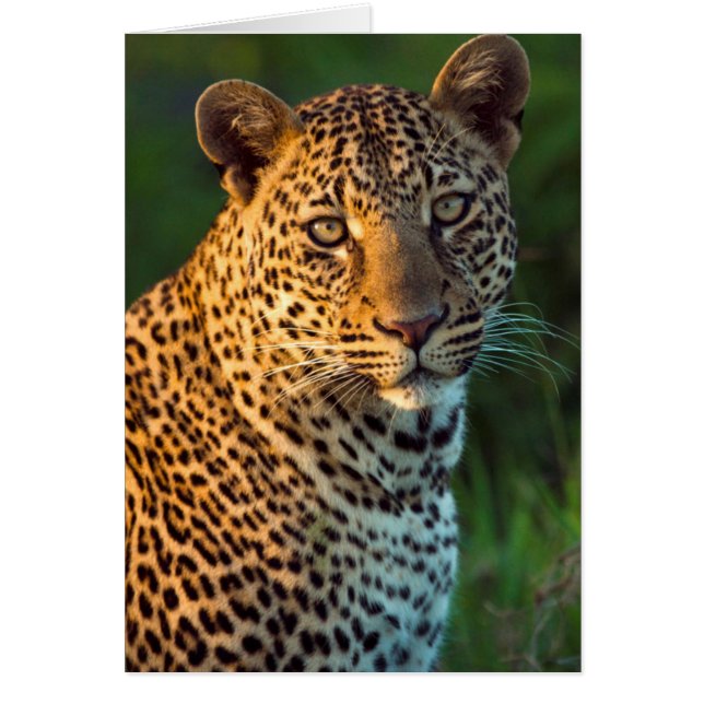 雄のヒョウ（Panthera Pardus）成獣の子 (正面)