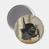 雄の七面鳥のディスプレイ、イリノイ州 マグネット (正面/裏面)