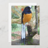 雄の白鳴きシャマバード シーズンカード (正面/裏面)