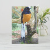 雄の白鳴きシャマバード シーズンカード (スタンド正面)