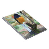 雄の白鳴きシャマバード ノートブック (右側)