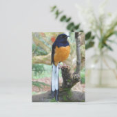 雄の白鳴きシャマバード ポストカード (スタンド正面)