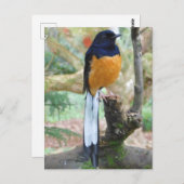 雄の白鳴きシャマバード ポストカード (正面/裏面)