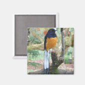 雄の白鳴きシャマバード マグネット (正面/裏面)