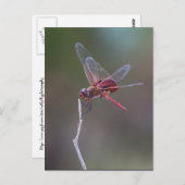 雄の赤いサドルバッグトンボ ポストカード (正面/裏面)
