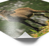 雄の野生のアルパイン、カプライベックス、またはスチンボック フォトプリント            (角)