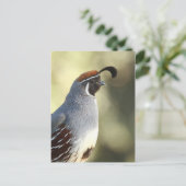 雄ウズラポートレート ポストカード (スタンド正面)