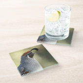 雄ウズラ ガラスコースター (アングル)