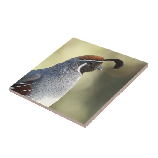 雄ウズラ タイル (側面)