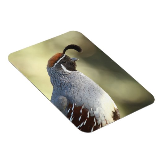 雄ウズラ マグネット (右側)