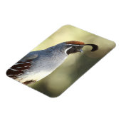 雄ウズラ マグネット (左側)