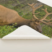 雄エルク |アルバータ、カナダ、バンフ国立公園 シェルパブランケット (3/4)