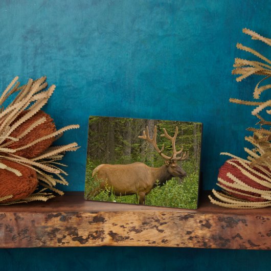 雄エルク |アルバータ、カナダ、バンフ国立公園 フォトプラーク (側面)