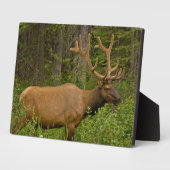 雄エルク |アルバータ、カナダ、バンフ国立公園 フォトプラーク (側面)