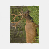 雄エルク |アルバータ、カナダ、バンフ国立公園 フリースブランケット (正面)