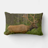 雄エルク |アルバータ、カナダ、バンフ国立公園 ランバークッション (正面)