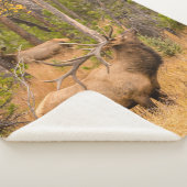 雄エルク |コロラド州ロッキーマウンテン国立公園 シェルパブランケット (3/4)