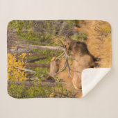 雄エルク |コロラド州ロッキーマウンテン国立公園 シェルパブランケット (正面(横))