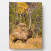 雄エルク |コロラド州ロッキーマウンテン国立公園 フォトプラーク (正面)