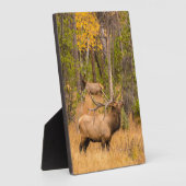 雄エルク |コロラド州ロッキーマウンテン国立公園 フォトプラーク (側面)