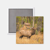 雄エルク |コロラド州ロッキーマウンテン国立公園 マグネット (正面/裏面)