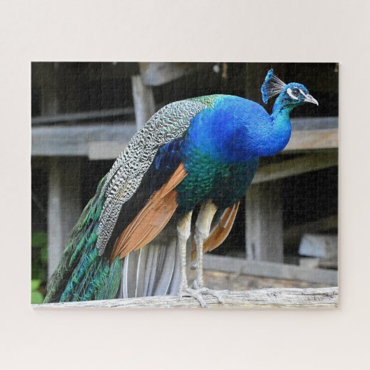 雄カラフル孔雀 ジグソーパズル (横)