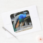 雄カラフル孔雀 スクエアシール (封筒)