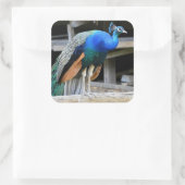 雄カラフル孔雀 スクエアシール (バッグ)