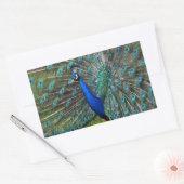 雄カラフル孔雀 長方形シール (封筒)