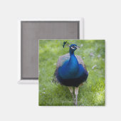 雄クジャク（パボクリステータス） マグネット (正面/裏面)