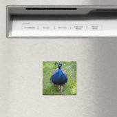 雄クジャク（パボクリステータス） マグネット (インサイチュ (食洗機))