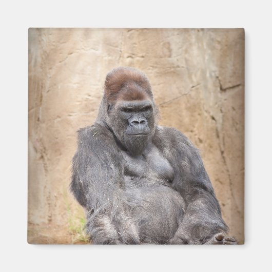 雄ゴリラ マグネット (正面)