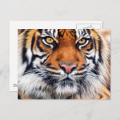 雄シベリアのトラ絵を描の写真 ポストカード (正面/裏面)